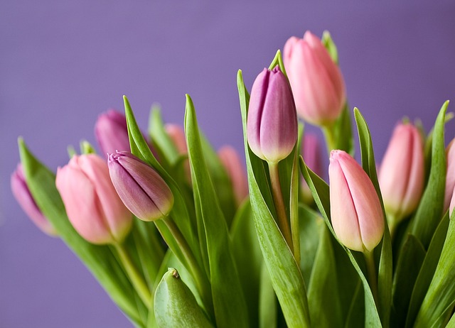 tulipány